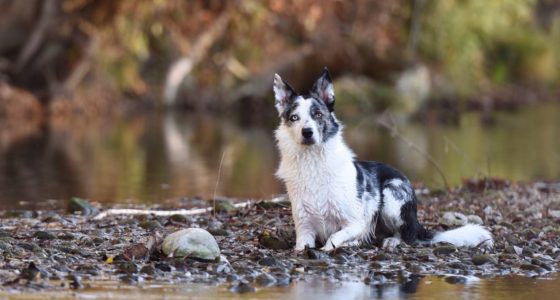 Tierbedarf Tierfutter Für Hund Und Katze Günstig Kaufen