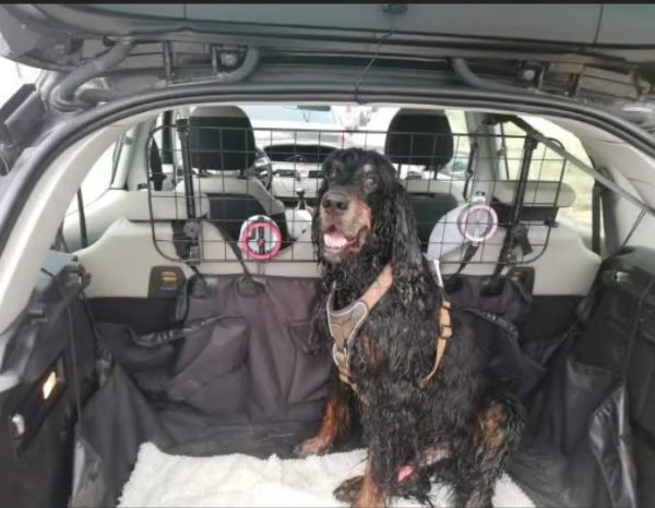 Auto-kuehles Auto-Klima-Hitze-Sommer-Sonne-Autofahrt-Gesundheit-Hund-Kind-Mensch-2