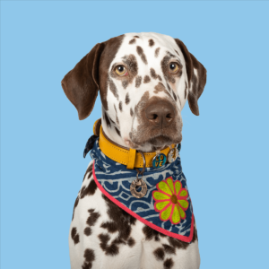 Bandana-Hundebandana-DWAM-Dog-with-a-mission-handgefertigt-hippie-maya-blau