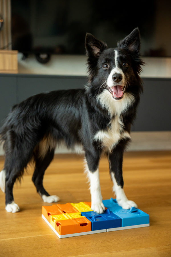 Pawzler Beginner Set – Bild 2