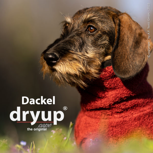 DRYUP-Dackel-Bordeaux-new-Bademantel-Hundebademantel-Cape-Frotee-saugfähig-Auto-Wohnung