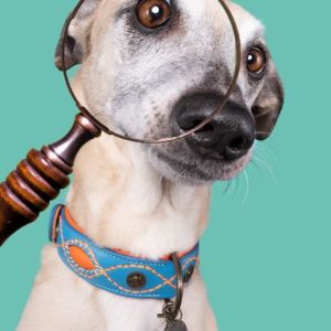 DWAM-Dog-with-a-mission-Hundehalsband-Halsband-weich-komfortabel-Leder-blau-orange