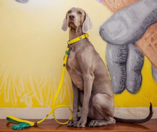 DWAM Cotton Candy Hundehalsband Leine Dog with a mission – Bild 5