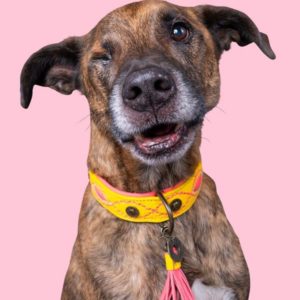DWAM-Dog-with-a-mission-Hundehalsband-Halsband-weich-komfortabel-Leder-pink-gelb-Jessy.JPG