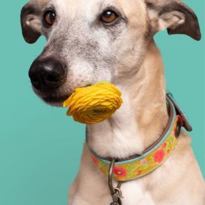 DWAM-Dog-with-a-mission-Hundehalsband-Halsband-weich-komfortabel-Leder-pink-gruen-Blumen-gelb-Lotus