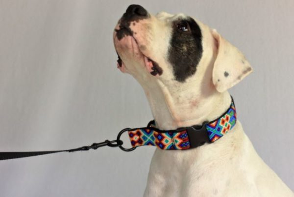HEKA-PET-Ibizia-Style-Halsband-Hundehalsband-Mexiko-geflochten-Hand-Made-Clickverschluss-schwarzer-D-Ring-Vegan-gruen-blau-gelb-Cactus-Zugstopp