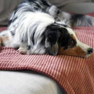 Hund-Hundedecke-Padsforall-mypado-cord-kuschlig-wohlig-warm-waschbar