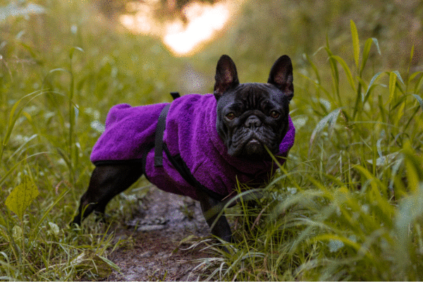DRYUP cape MOPS, Frenchie & Co. Hundebademantel in 3 Farben – Bild 4