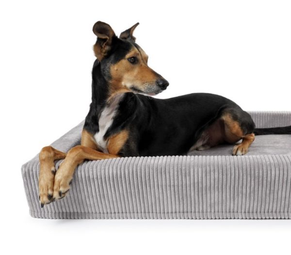 Padsforall - Hundebett Harko Cord in 4 Farben – Bild 2