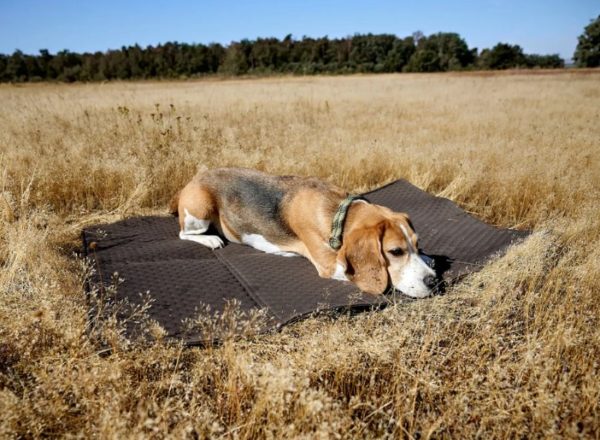 Palopa - Hundemattentasche - NOBO - anthrazit – Bild 2
