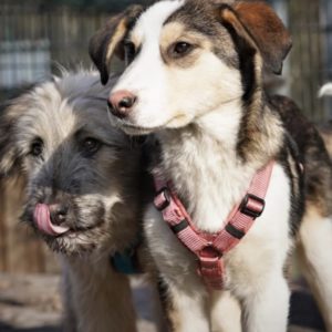 brustgeschirr-fun-reflectiv-le-lichtblau-flieder-AnnyX-Hundesport-Hund-Hundegeschirr-Mantrailing-malve