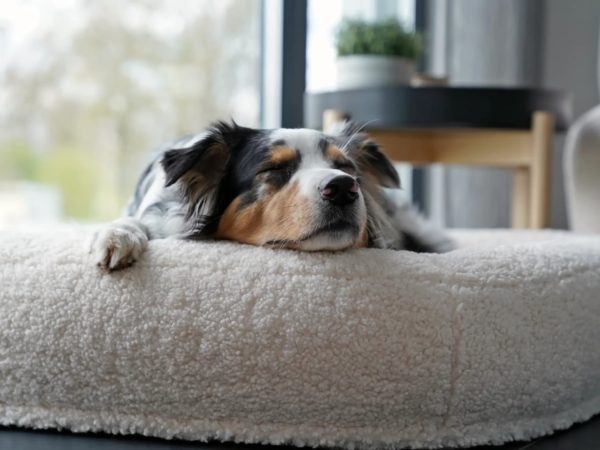 Hundebett Loui Woolly - anthrazit - 4 Grössen – Bild 5