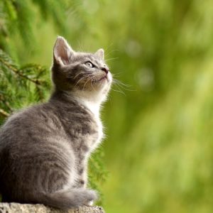 Katze